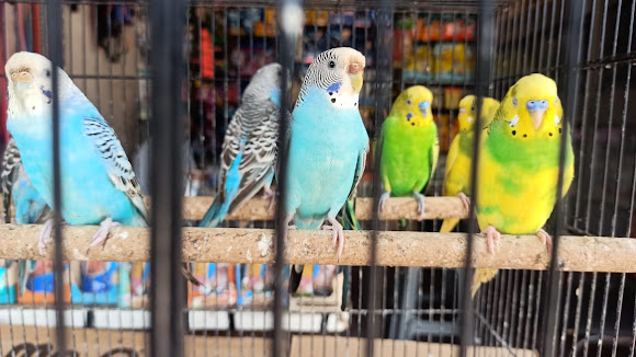 A Feathered Friend for Every Home: Transforming Lives with Feathered Friends Bird Pets