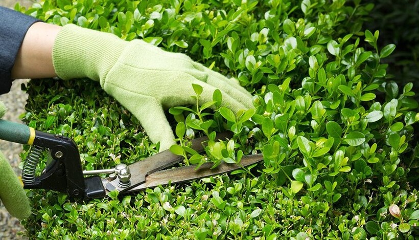 Transform Your Space with Mahalaxmi Nursery’s Complete Garden Solutions