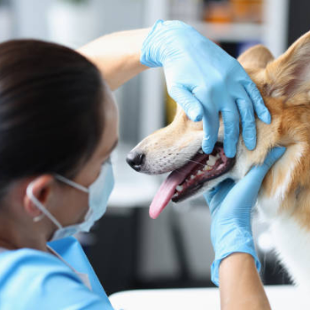 How CareVibe's Dental Care Transformed Simba's Life: A Tale of Love and Health