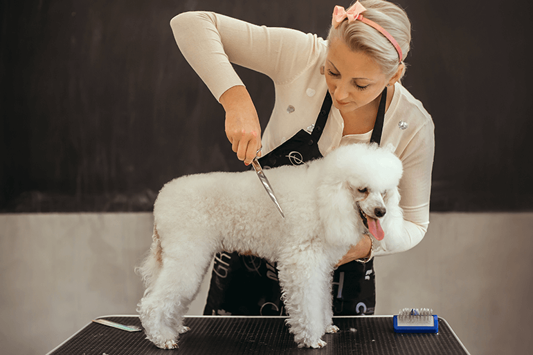 The Pawsitive Transformation: How Pet Grooming Revitalized Pooja and Bruno's Bond