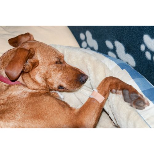 Finding the Perfect Stay: How a Dog Hostel Became a Second Home for Bella