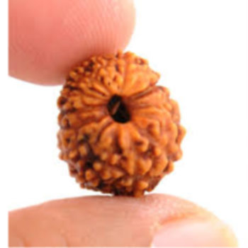 Inner Peace and Prosperity: Embracing the Power of Rudraksha