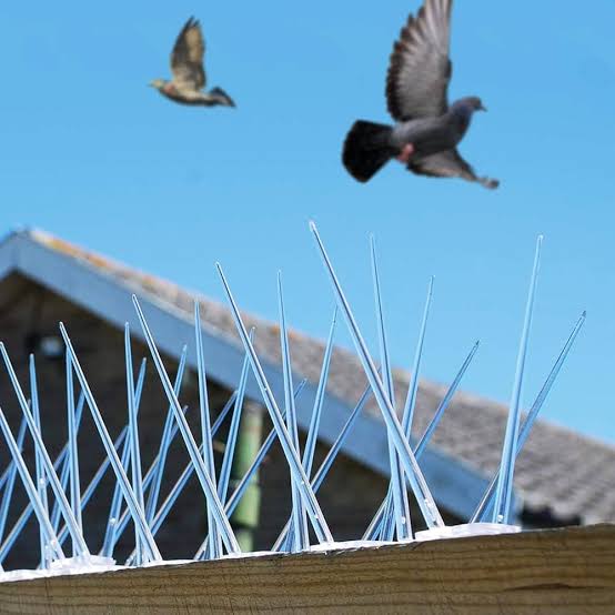 How Bird Spikes Transformed Kavita's Balcony into a Peaceful Haven