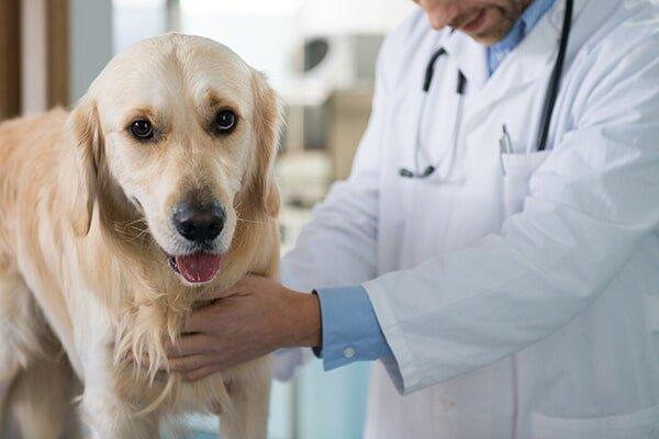 How Shreya Pet Care Transforms Lives of Dedicated Pet Parents