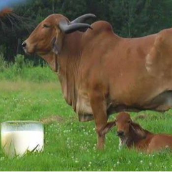The A2 Gir Cow Milk: A Natural Solution for Health-Conscious Families