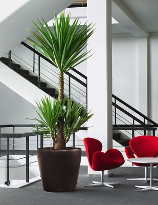 Transforming Spaces: How Classico Premium Phuldani Resolved Sita’s Home Décor Dilemma