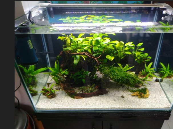 Revitalize Your Space with Live Plants: Transform Your Home and Mind