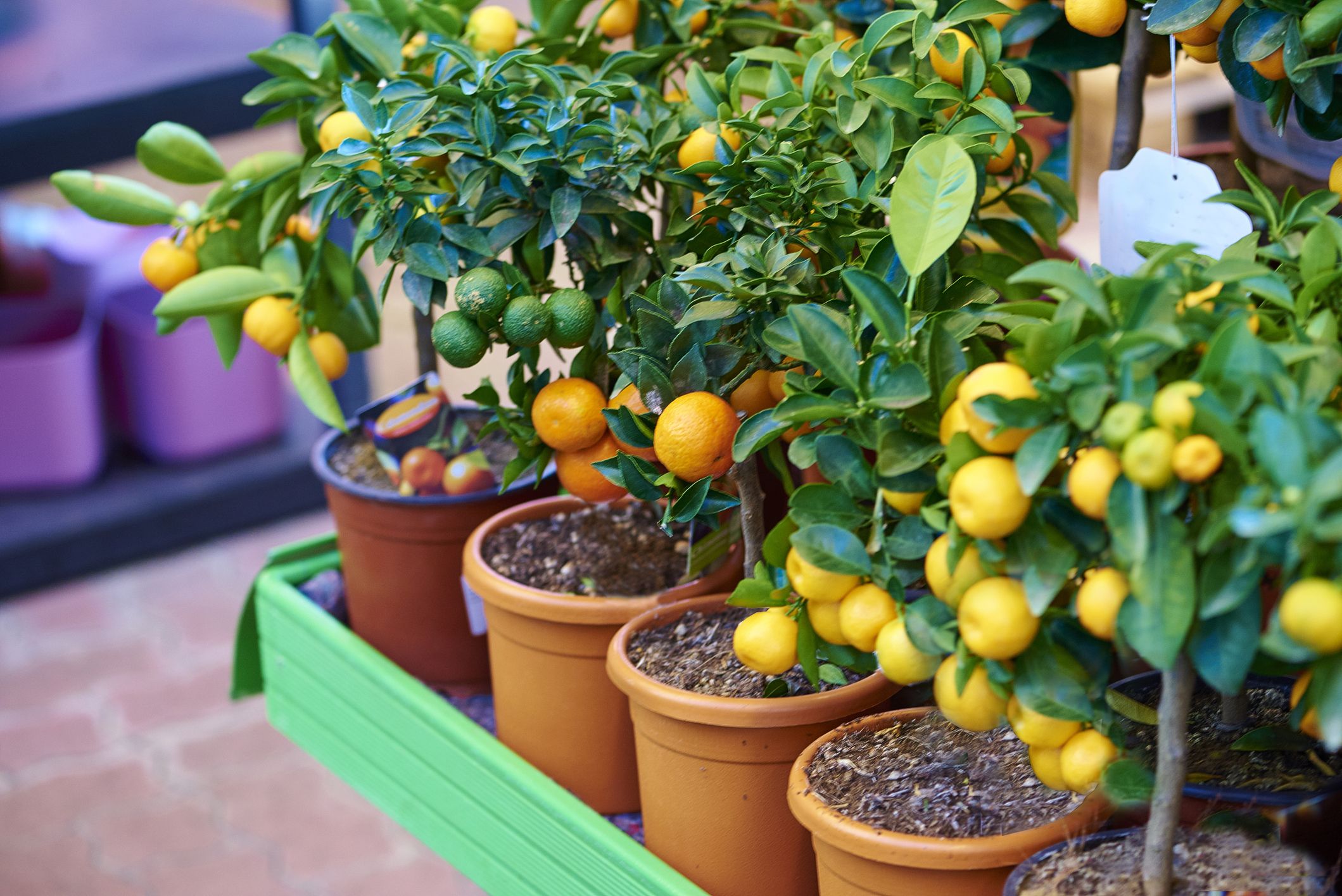 Nurturing Growth: Transforming Spaces with Fruit Plant Haven
