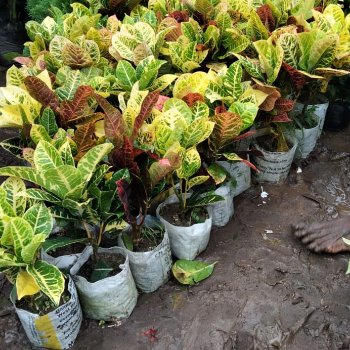 The Blossoming Journey: Transform Your Space with Shree Ganesh Nursery's Flower Collection