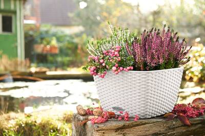 Transform Your Living Space: Embrace Nature with Bacino Cottage 30