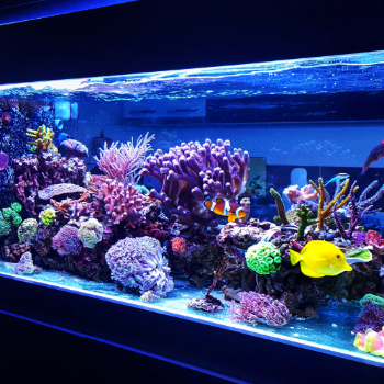 Transforming Your Aquarium: How Aquatic Fish Can Revitalize Your Space