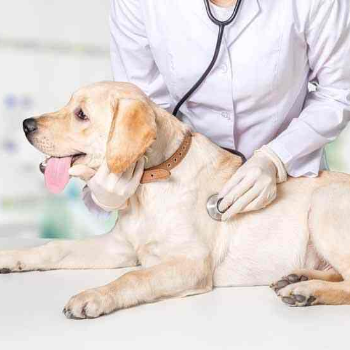 From Worry to Wellness: How CareVibe Transforms Pet Health