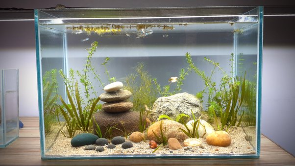 Transform Your Home with an Aquarium: Meet the Perfect Solution for Busy Professionals