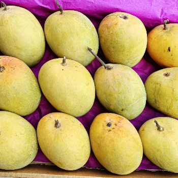 The Sweet Solution: How Alphonso Mangoes Transform Lives | Shiv keri Bhandar