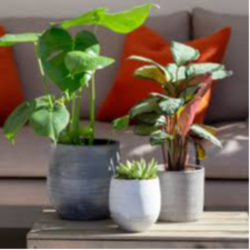 Nurturing Green Dreams: How Plant Care Tips Transformed Priya's Urban Jungle