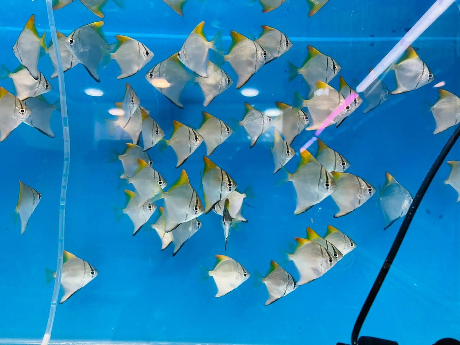 Transform Your Aquarium Experience: Meet the Premium Fish Enthusiast