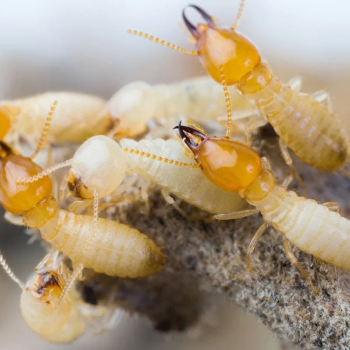 Protecting Your Home: How Termite Control Saved the Day for the Sharmas
