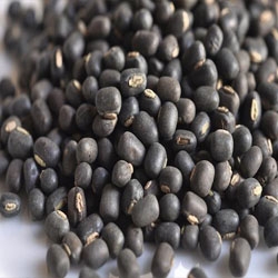 Discover How Whole Urad Dal Transforms Everyday Indian Cooking