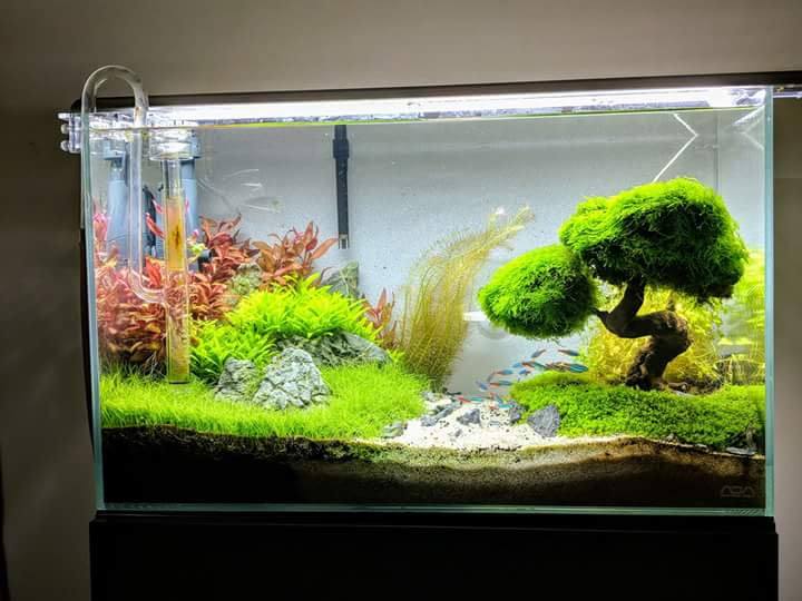 Transform Your Home into a Serene Oasis: The Ultimate Aquarium Setup Experience