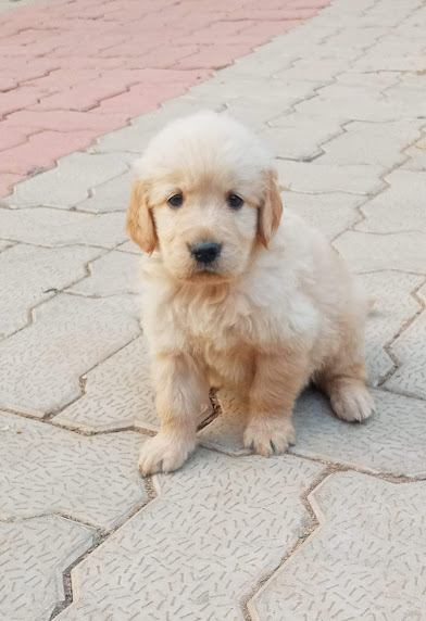 How Pet's Park Gondia Transforms Pet Parenting in India