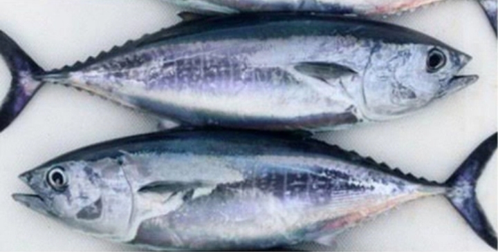 From Ocean to Plate: How Kupa Solves the Fresh Fish Dilemma for Indian Households