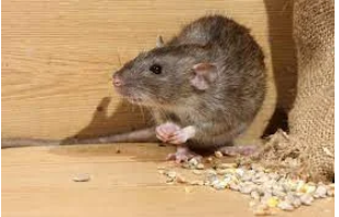 The Unseen Battle: How Rodent Control Transformed Priya's Home