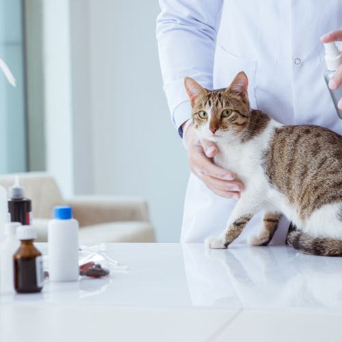 Pawsitive Care: How Our Cat Treatment Transforms Feline Health
