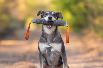 Transforming Chaos to Calm: How Shreya Pet Care and Hospital's Dog Training Changes Lives