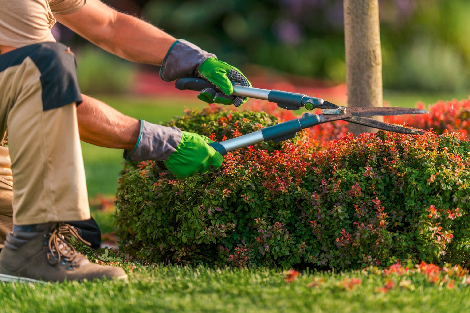 Transform Your Garden with Expert Maintenance: A Tale from Vrundavan Gardens