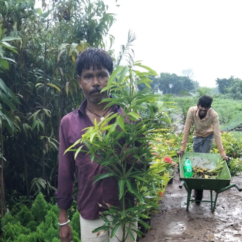 Transform Your Space: How Shree Ganesh Nursery's Gardening Services Breathe Life into Your Home