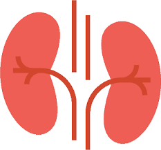 Reviving Health from Home: The Story of Meera and the Kidney Function Test