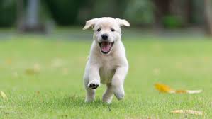 Transforming Troubled Tails: How Sagar Kennel’s Training Programs Change Lives