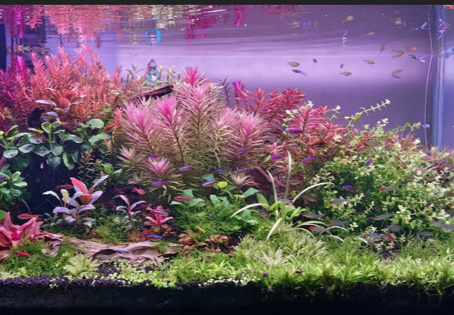 Transform Your Aquarium: A Journey from Bland to Beautiful