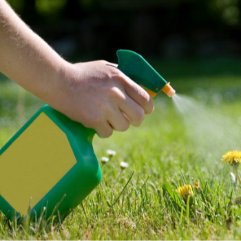 Transform Your Green Spaces: Meet Ranjit, the Homeowner Who Beat the Weeds