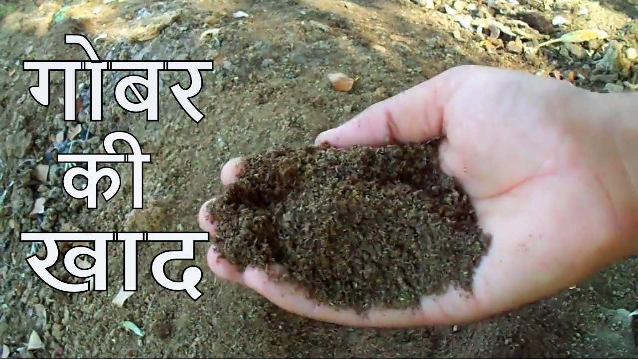 Nurturing Gardens with Tradition: The Transformative Power of गोबर खाद