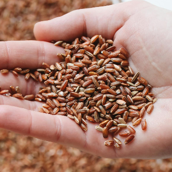 Embrace Health with Organic Red Rice: A Story of Transformation | Organicowls