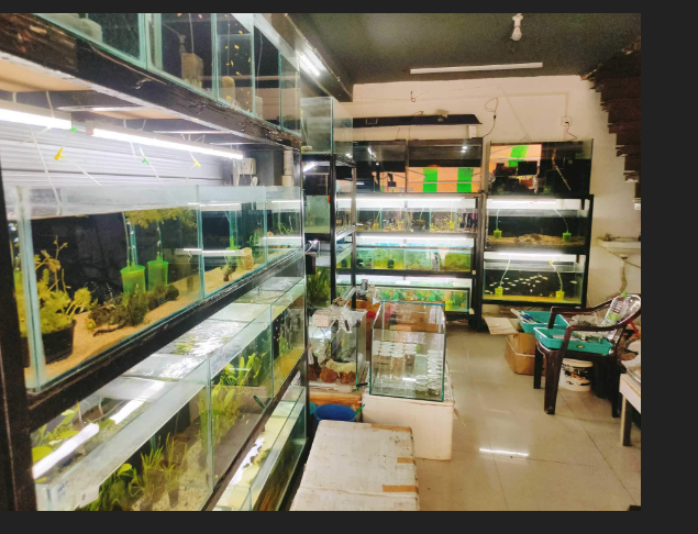 Transform Your Aquarium Experience: The Ultimate Guide to Fish Tank Accessories