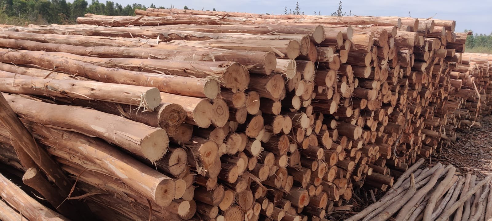 Transforming Landscapes: How Silverwood Poles Revolutionize Outdoor Spaces