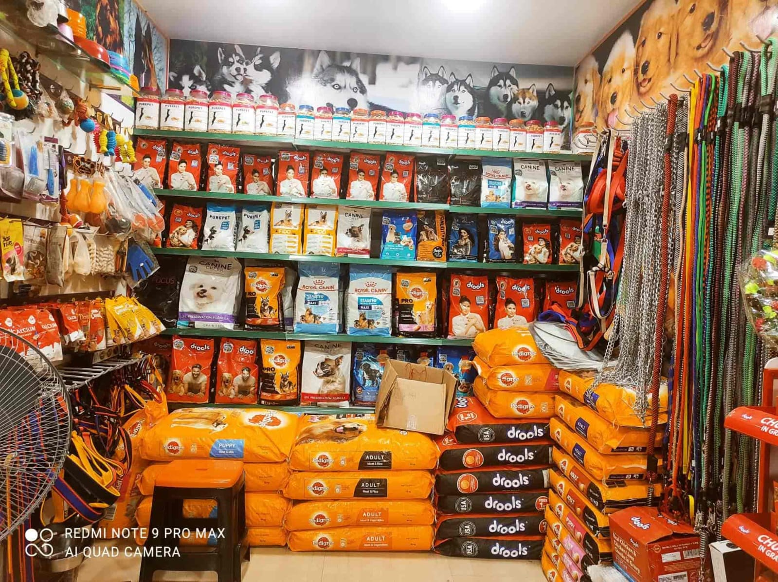 Pampered Paws: Transforming Your Pet Care Experience in India