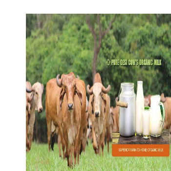 Embracing Tradition: How Gir Cow Gaushala Transforms Lives