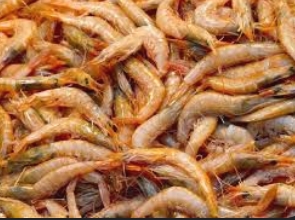 How Fresh Prawns Transformed Meera's Culinary World