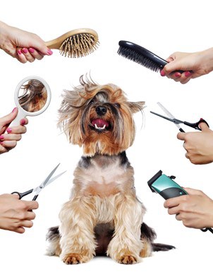 Transforming Pet Care: How Pet Grooming Products Changed Meera’s Life