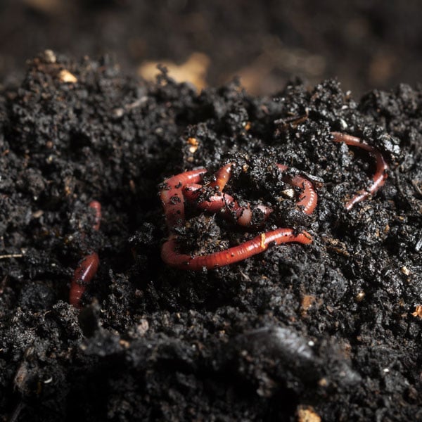 Transforming Indian Agriculture: The Story of Arjun and the Magic of Vermi Compost
