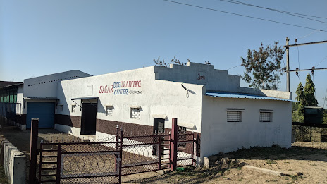 Finding the Perfect Balance: How Sagar Kennel's Dog Daycare Solves Urban Pet Parenting Challenges