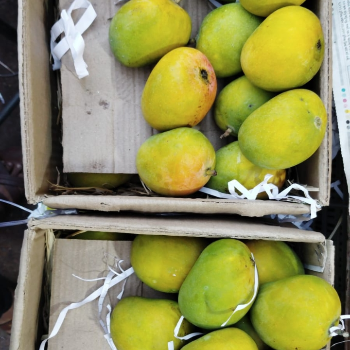Discover the Sweet Solution: How Alphonso Mangoes Brighten Up Geeta’s Busy Life | Shiv keri Bhandar