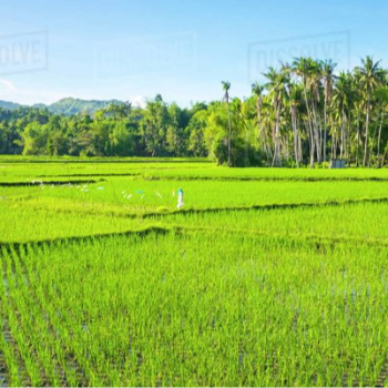 Cultivating Dreams: How Shree Shyam Developers Transforms Farmer's Lives