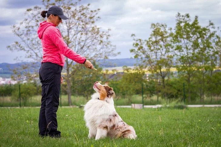 Transforming Tails: How Dog Training Can Harmonize Your Home