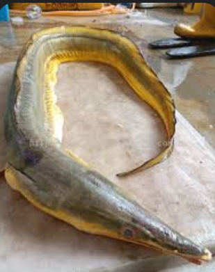 A Fish Lover's Tail: How Anju Solved Her Fresh Catch Conundrum