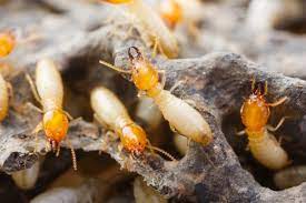 Say Goodbye to Termite Troubles: A Journey Toward a Pest-Free Home