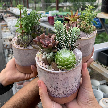 Transform Your Space with Shree Ganesh Nursery’s Custom Plant Arrangements